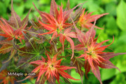 - FOR PICKUP ONLY | Acer palmatum 'Kurenai jishi' Red Lion Japanese Maple | DOES NOT SHIP - Mr Maple │ Buy Japanese Maple Trees