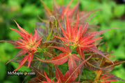 - FOR PICKUP ONLY | Acer palmatum 'Kurenai jishi' Red Lion Japanese Maple | DOES NOT SHIP - Mr Maple │ Buy Japanese Maple Trees