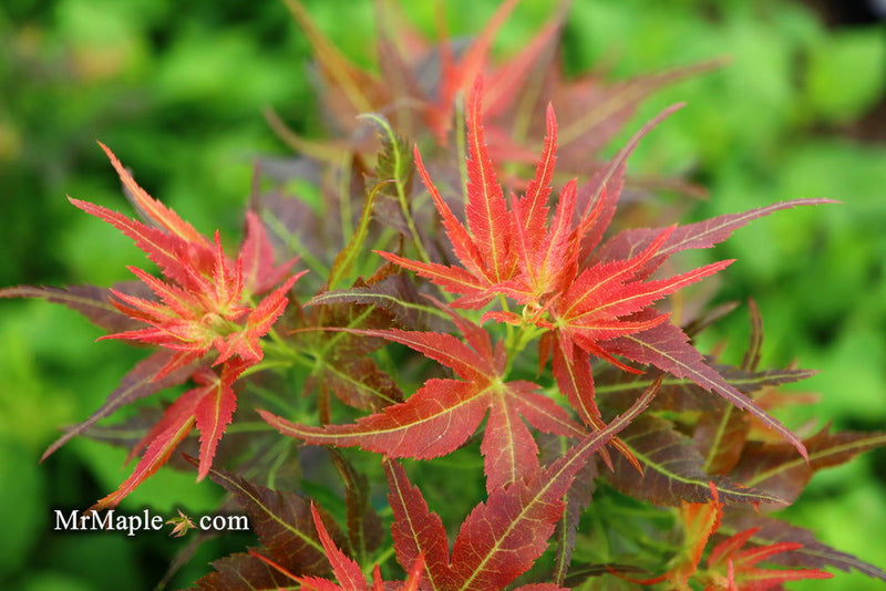 - FOR PICKUP ONLY | Acer palmatum 'Kurenai jishi' Red Lion Japanese Maple | DOES NOT SHIP - Mr Maple │ Buy Japanese Maple Trees
