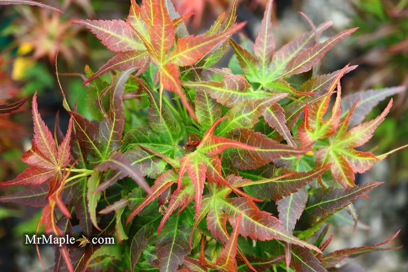 - FOR PICKUP ONLY | Acer palmatum 'Kurenai jishi' Red Lion Japanese Maple | DOES NOT SHIP - Mr Maple │ Buy Japanese Maple Trees