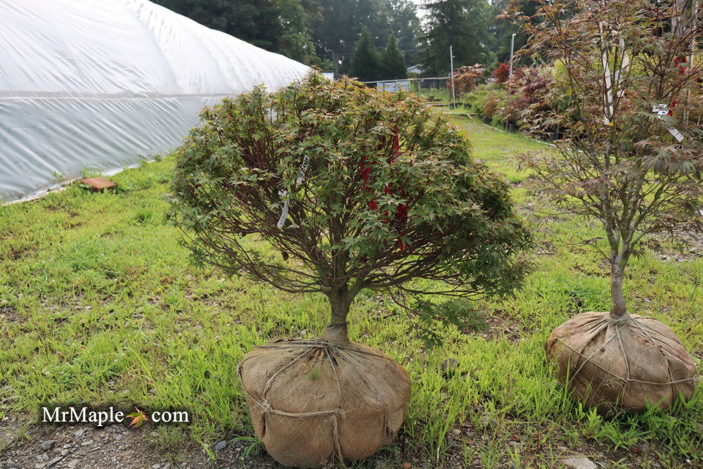 Buy Acer palmatum 'Kuro hime' Princess Japanese Maple — Mr Maple