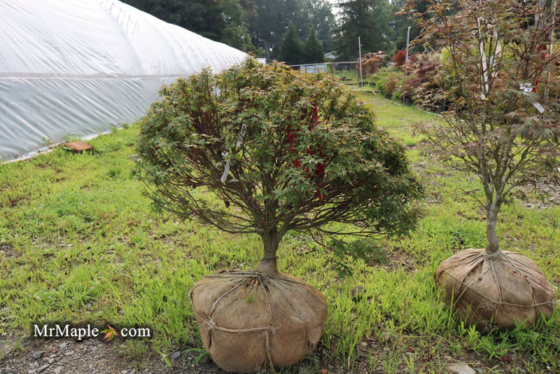 - FOR PICKUP ONLY | Acer palmatum 'Kuro hime' Princess Japanese Maple | DOES NOT SHIP - Mr Maple │ Buy Japanese Maple Trees