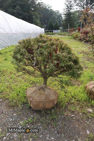 - FOR PICKUP ONLY | Acer palmatum 'Kuro hime' Princess Japanese Maple | DOES NOT SHIP - Mr Maple │ Buy Japanese Maple Trees