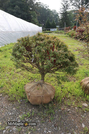 - FOR PICKUP ONLY | Acer palmatum 'Kuro hime' Princess Japanese Maple | DOES NOT SHIP - Mr Maple │ Buy Japanese Maple Trees