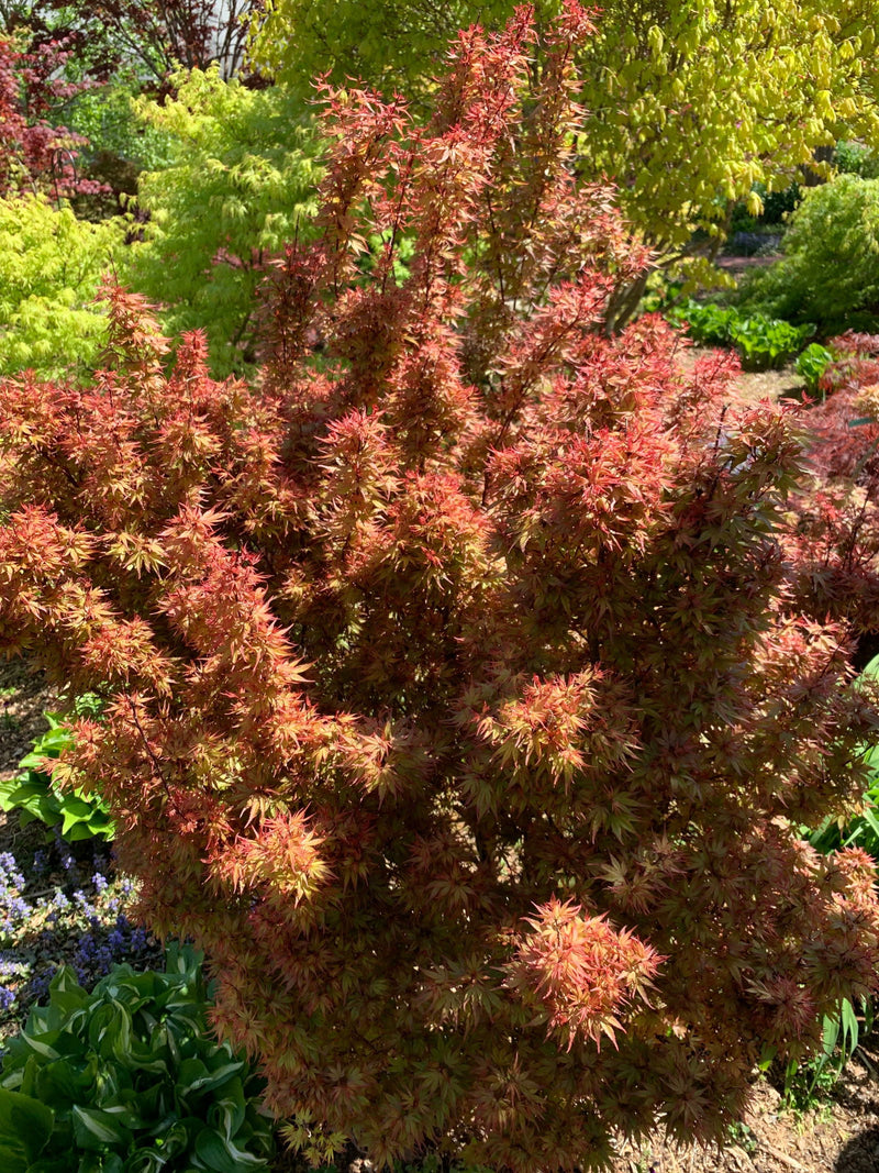 - FOR PICKUP ONLY | Acer palmatum 'Kuro hime' Princess Japanese Maple | DOES NOT SHIP - Mr Maple │ Buy Japanese Maple Trees
