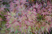 - FOR PICKUP ONLY | Acer palmatum 'Kuro hime' Princess Japanese Maple | DOES NOT SHIP - Mr Maple │ Buy Japanese Maple Trees