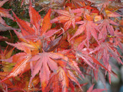 - FOR PICKUP ONLY | Acer palmatum 'Kuro hime' Princess Japanese Maple | DOES NOT SHIP - Mr Maple │ Buy Japanese Maple Trees
