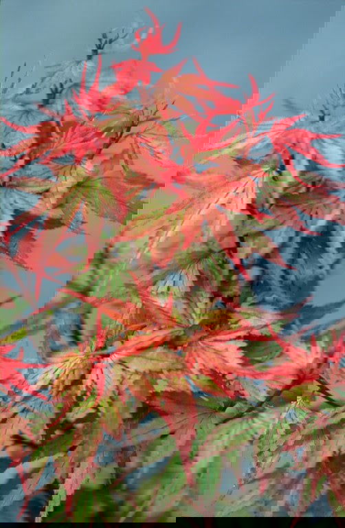 - FOR PICKUP ONLY | Acer palmatum 'Kuro hime' Princess Japanese Maple | DOES NOT SHIP - Mr Maple │ Buy Japanese Maple Trees