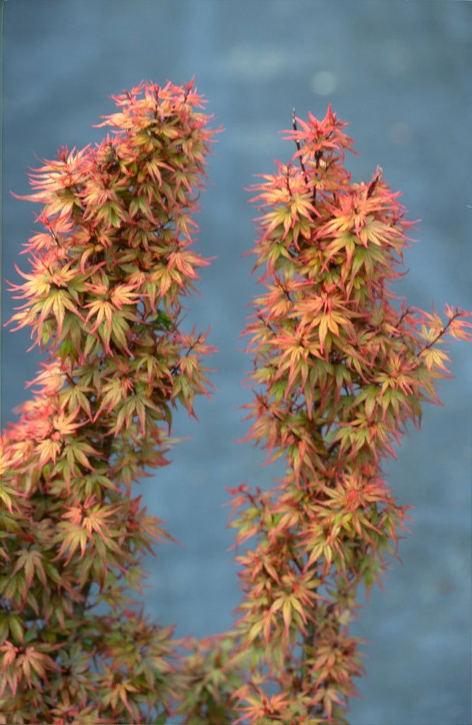 - FOR PICKUP ONLY | Acer palmatum 'Kuro hime' Princess Japanese Maple | DOES NOT SHIP - Mr Maple │ Buy Japanese Maple Trees