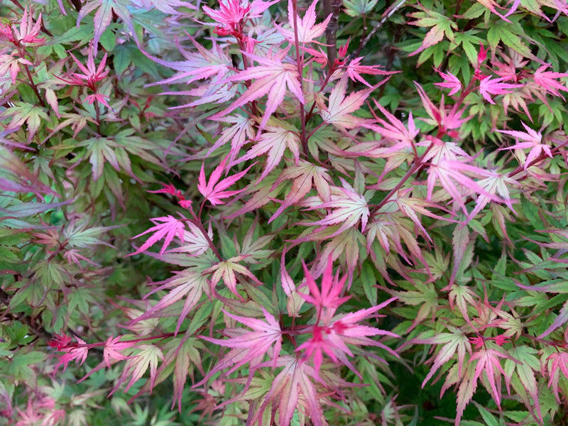 - FOR PICKUP ONLY | Acer palmatum 'Kuro hime' Princess Japanese Maple | DOES NOT SHIP - Mr Maple │ Buy Japanese Maple Trees