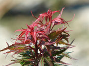 - FOR PICKUP ONLY | Acer palmatum 'Kuro hime' Princess Japanese Maple | DOES NOT SHIP - Mr Maple │ Buy Japanese Maple Trees