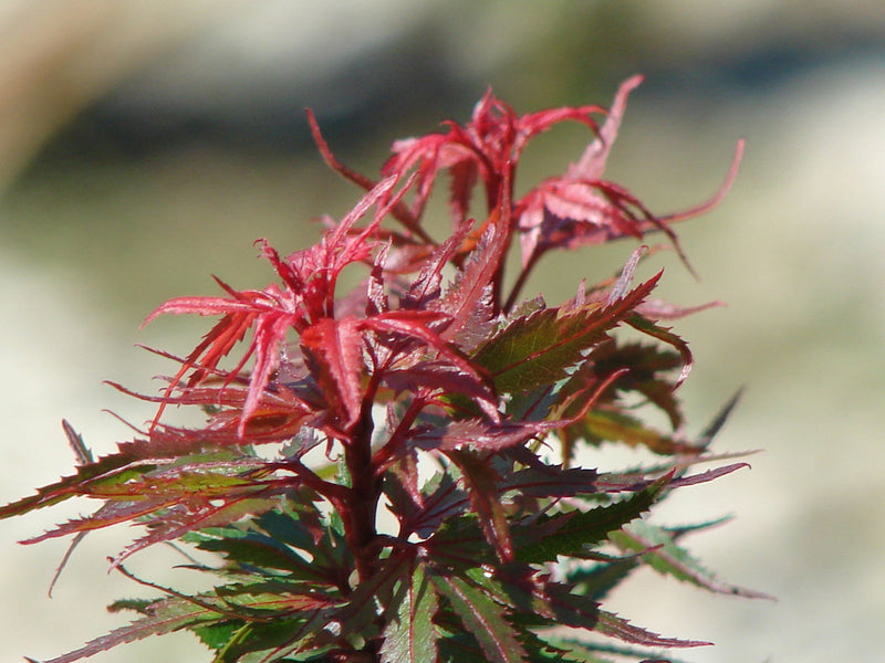 - FOR PICKUP ONLY | Acer palmatum 'Kuro hime' Princess Japanese Maple | DOES NOT SHIP - Mr Maple │ Buy Japanese Maple Trees