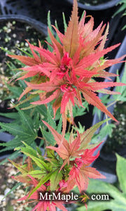 - FOR PICKUP ONLY | Acer palmatum 'Kuro hime' Princess Japanese Maple | DOES NOT SHIP - Mr Maple │ Buy Japanese Maple Trees