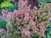 - FOR PICKUP ONLY | Acer palmatum 'Kuro hime' Princess Japanese Maple | DOES NOT SHIP - Mr Maple │ Buy Japanese Maple Trees