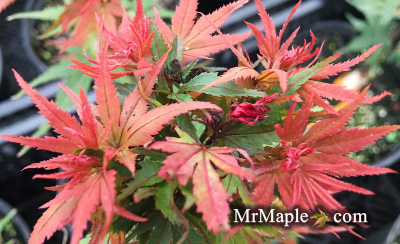 - FOR PICKUP ONLY | Acer palmatum 'Kuro hime' Princess Japanese Maple | DOES NOT SHIP - Mr Maple │ Buy Japanese Maple Trees