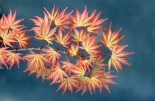 - FOR PICKUP ONLY | Acer palmatum 'Kuro hime' Princess Japanese Maple | DOES NOT SHIP - Mr Maple │ Buy Japanese Maple Trees