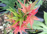 - FOR PICKUP ONLY | Acer palmatum 'Kuro hime' Princess Japanese Maple | DOES NOT SHIP - Mr Maple │ Buy Japanese Maple Trees
