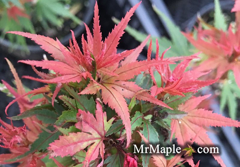 - FOR PICKUP ONLY | Acer palmatum 'Kuro hime' Princess Japanese Maple | DOES NOT SHIP - Mr Maple │ Buy Japanese Maple Trees