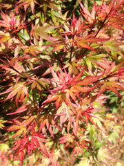 - FOR PICKUP ONLY | Acer palmatum 'Kuro hime' Princess Japanese Maple | DOES NOT SHIP - Mr Maple │ Buy Japanese Maple Trees