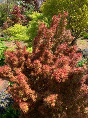 - FOR PICKUP ONLY | Acer palmatum 'Kuro hime' Princess Japanese Maple | DOES NOT SHIP - Mr Maple │ Buy Japanese Maple Trees