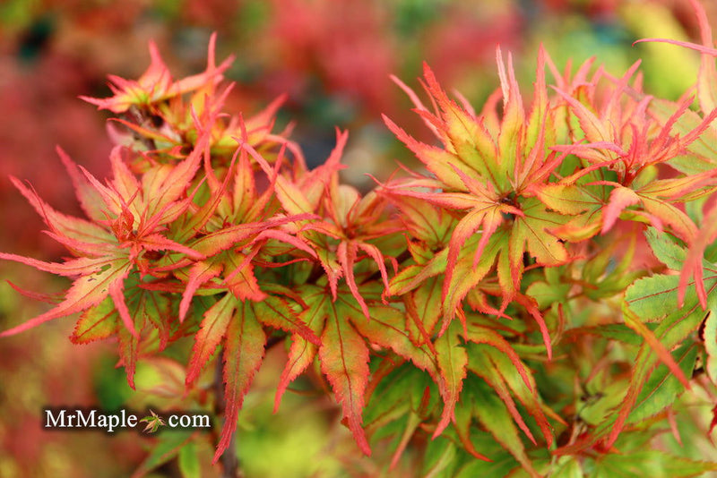 - FOR PICKUP ONLY | Acer palmatum 'Kuro hime' Princess Japanese Maple | DOES NOT SHIP - Mr Maple │ Buy Japanese Maple Trees