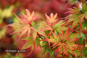 - FOR PICKUP ONLY | Acer palmatum 'Kuro hime' Princess Japanese Maple | DOES NOT SHIP - Mr Maple │ Buy Japanese Maple Trees