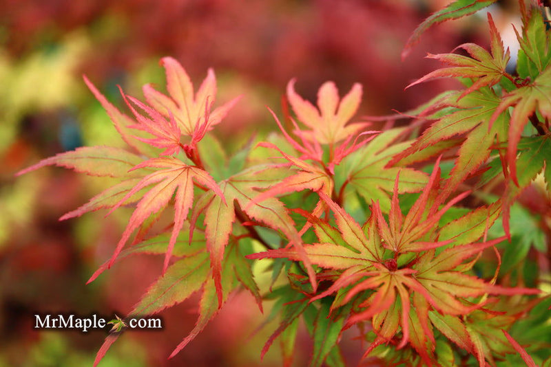 - FOR PICKUP ONLY | Acer palmatum 'Kuro hime' Princess Japanese Maple | DOES NOT SHIP - Mr Maple │ Buy Japanese Maple Trees