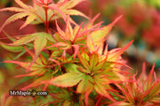 - FOR PICKUP ONLY | Acer palmatum 'Kuro hime' Princess Japanese Maple | DOES NOT SHIP - Mr Maple │ Buy Japanese Maple Trees
