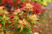 - FOR PICKUP ONLY | Acer palmatum 'Kuro hime' Princess Japanese Maple | DOES NOT SHIP - Mr Maple │ Buy Japanese Maple Trees