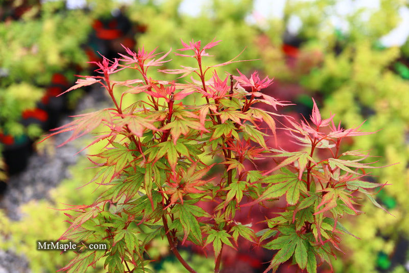 - FOR PICKUP ONLY | Acer palmatum 'Kuro hime' Princess Japanese Maple | DOES NOT SHIP - Mr Maple │ Buy Japanese Maple Trees