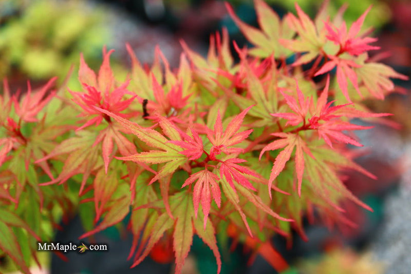- FOR PICKUP ONLY | Acer palmatum 'Kuro hime' Princess Japanese Maple | DOES NOT SHIP - Mr Maple │ Buy Japanese Maple Trees