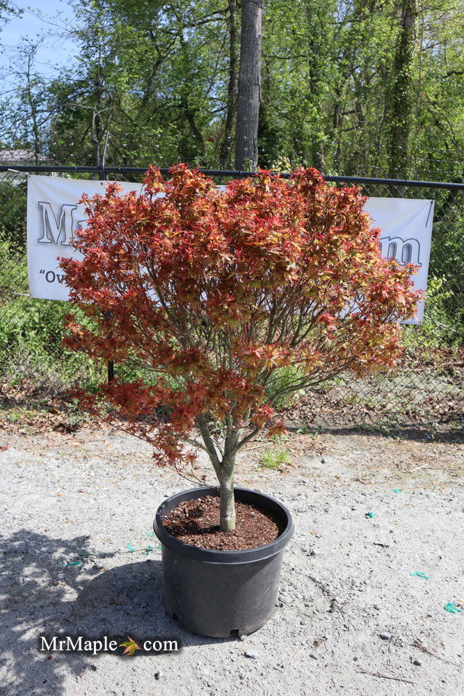 - FOR PICKUP ONLY | Acer palmatum 'Kuro hime' Princess Japanese Maple | DOES NOT SHIP - Mr Maple │ Buy Japanese Maple Trees
