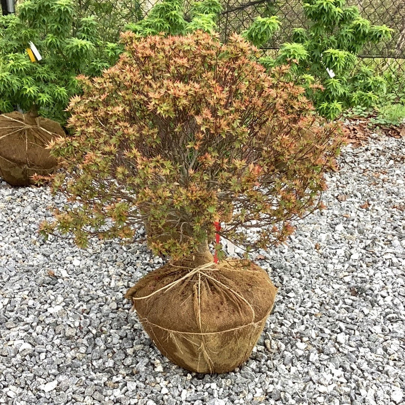 - FOR PICKUP ONLY | Acer palmatum 'Kuro hime' Princess Japanese Maple | DOES NOT SHIP - Mr Maple │ Buy Japanese Maple Trees