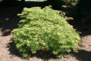 - FOR PICKUP ONLY | Acer palmatum 'Lemon Lime Lace' Japanese Maple | DOES NOT SHIP - Mr Maple │ Buy Japanese Maple Trees