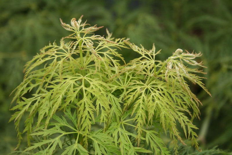 - FOR PICKUP ONLY | Acer palmatum 'Lemon Lime Lace' Japanese Maple | DOES NOT SHIP - Mr Maple │ Buy Japanese Maple Trees