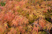 - FOR PICKUP ONLY | Acer palmatum 'Lemon Lime Lace' Japanese Maple | DOES NOT SHIP - Mr Maple │ Buy Japanese Maple Trees