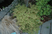 - FOR PICKUP ONLY | Acer palmatum 'Lemon Lime Lace' Japanese Maple | DOES NOT SHIP - Mr Maple │ Buy Japanese Maple Trees