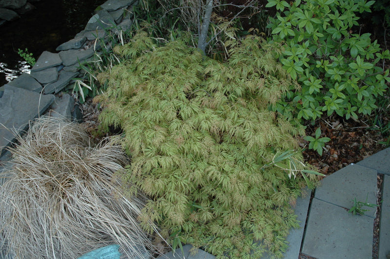 - FOR PICKUP ONLY | Acer palmatum 'Lemon Lime Lace' Japanese Maple | DOES NOT SHIP - Mr Maple │ Buy Japanese Maple Trees