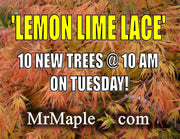 - FOR PICKUP ONLY | Acer palmatum 'Lemon Lime Lace' Japanese Maple | DOES NOT SHIP - Mr Maple │ Buy Japanese Maple Trees