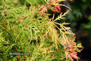 - FOR PICKUP ONLY | Acer palmatum 'Lemon Lime Lace' Japanese Maple | DOES NOT SHIP - Mr Maple │ Buy Japanese Maple Trees