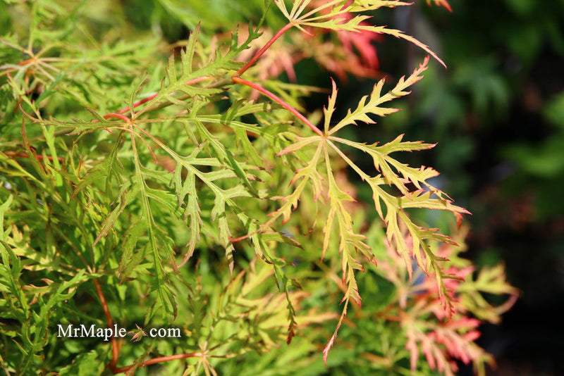 - FOR PICKUP ONLY | Acer palmatum 'Lemon Lime Lace' Japanese Maple | DOES NOT SHIP - Mr Maple │ Buy Japanese Maple Trees