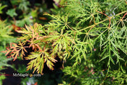 - FOR PICKUP ONLY | Acer palmatum 'Lemon Lime Lace' Japanese Maple | DOES NOT SHIP - Mr Maple │ Buy Japanese Maple Trees