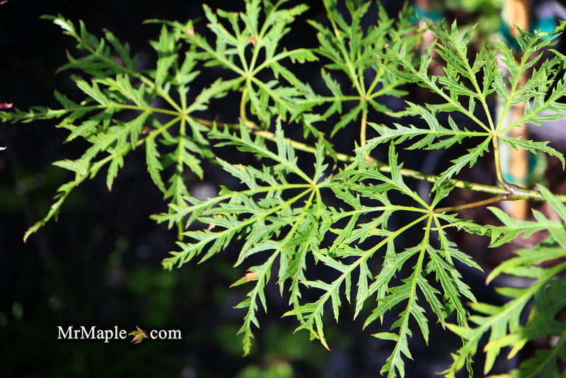 - FOR PICKUP ONLY | Acer palmatum 'Lemon Lime Lace' Japanese Maple | DOES NOT SHIP - Mr Maple │ Buy Japanese Maple Trees