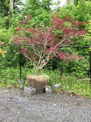 - FOR PICKUP ONLY | Acer palmatum 'Lionheart' Japanese Maple | DOES NOT SHIP - Mr Maple │ Buy Japanese Maple Trees