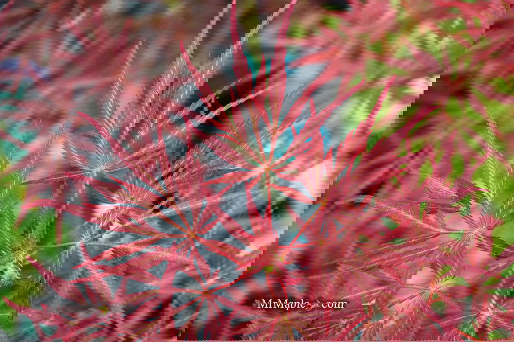 Buy Acer palmatum dissectum 'Lionheart' Japanese Maple — Mr Maple