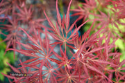 - FOR PICKUP ONLY | Acer palmatum 'Lionheart' Japanese Maple | DOES NOT SHIP - Mr Maple │ Buy Japanese Maple Trees
