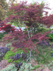 - FOR PICKUP ONLY | Acer palmatum 'Lionheart' Japanese Maple | DOES NOT SHIP - Mr Maple │ Buy Japanese Maple Trees