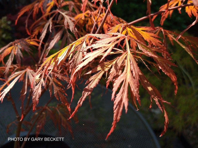 - FOR PICKUP ONLY | Acer palmatum 'Lionheart' Japanese Maple | DOES NOT SHIP - Mr Maple │ Buy Japanese Maple Trees