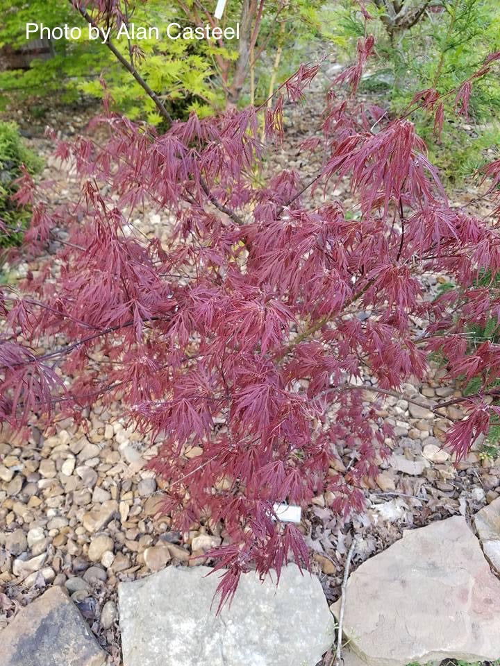 - FOR PICKUP ONLY | Acer palmatum 'Lionheart' Japanese Maple | DOES NOT SHIP - Mr Maple │ Buy Japanese Maple Trees