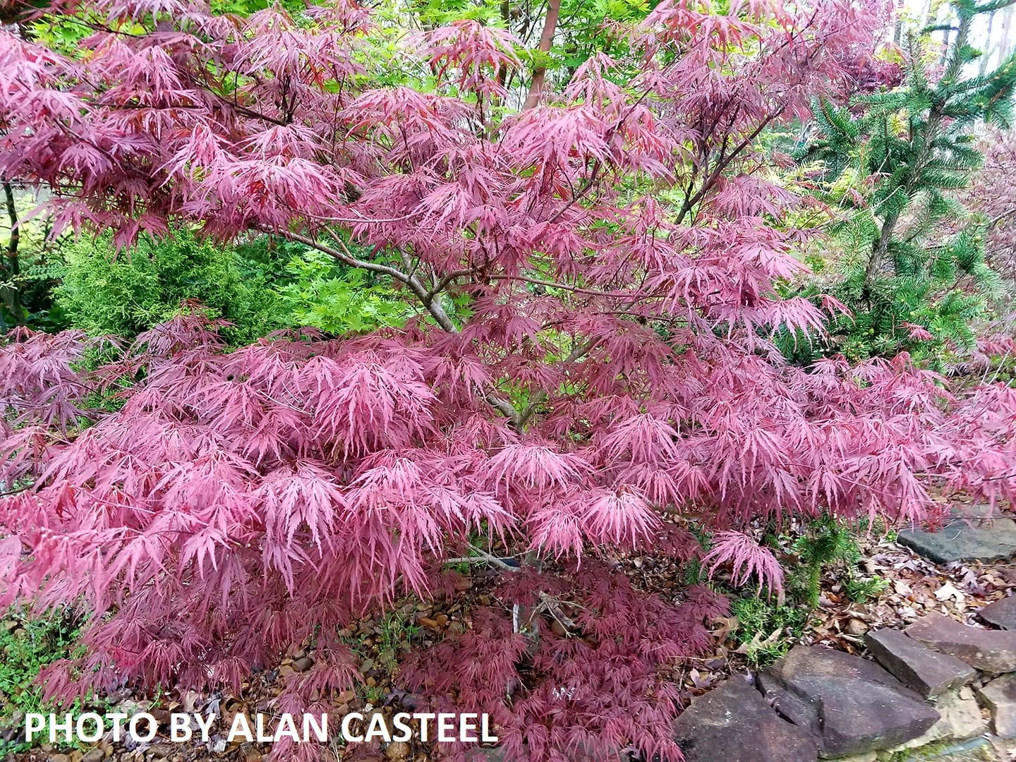 Buy Acer palmatum dissectum 'Lionheart' Japanese Maple — Mr Maple